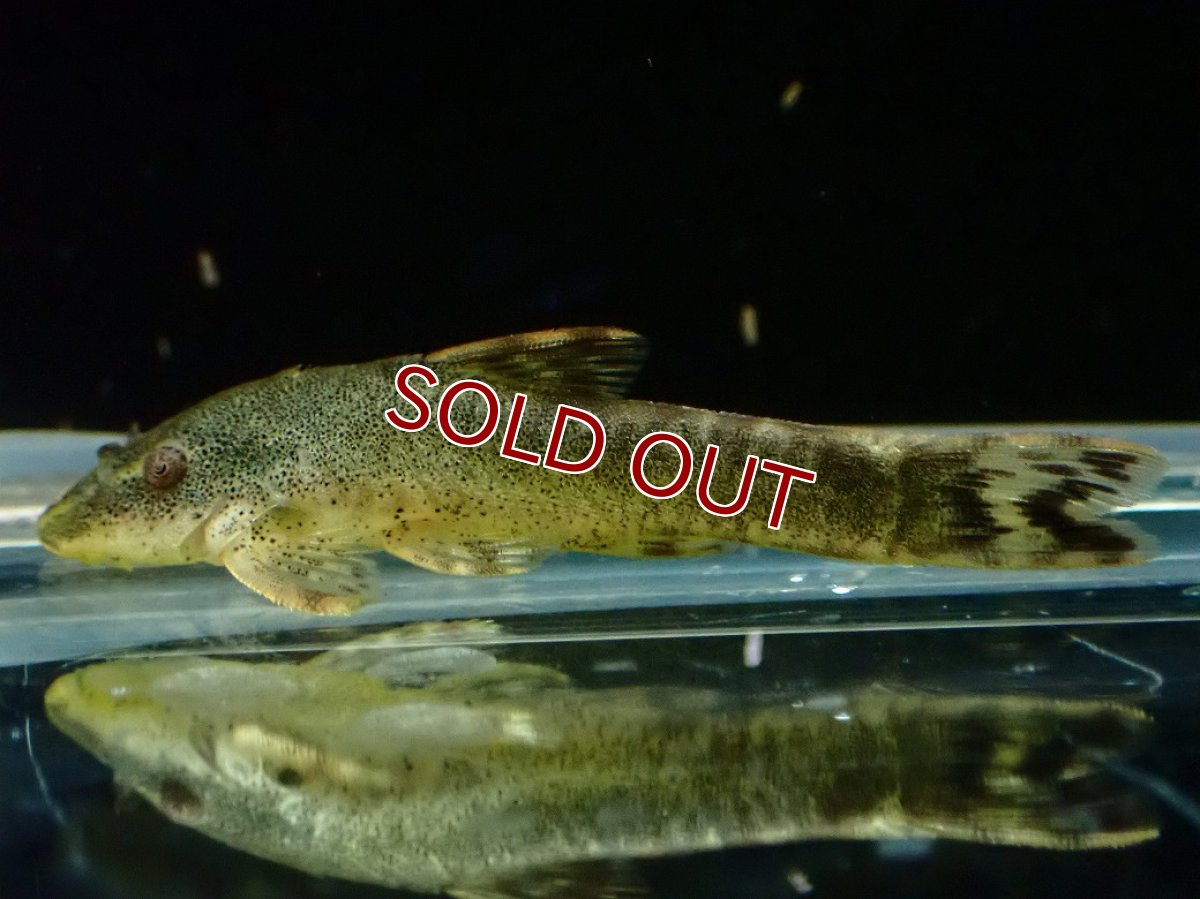 画像1: 【淡水魚】【通販】今回限定爆安 爆安激レア グリーンオトシンクルスウルグアイ産 ワイルド【1匹 サンプル画像】(オトシン)(生体)(熱帯魚)NK (1)