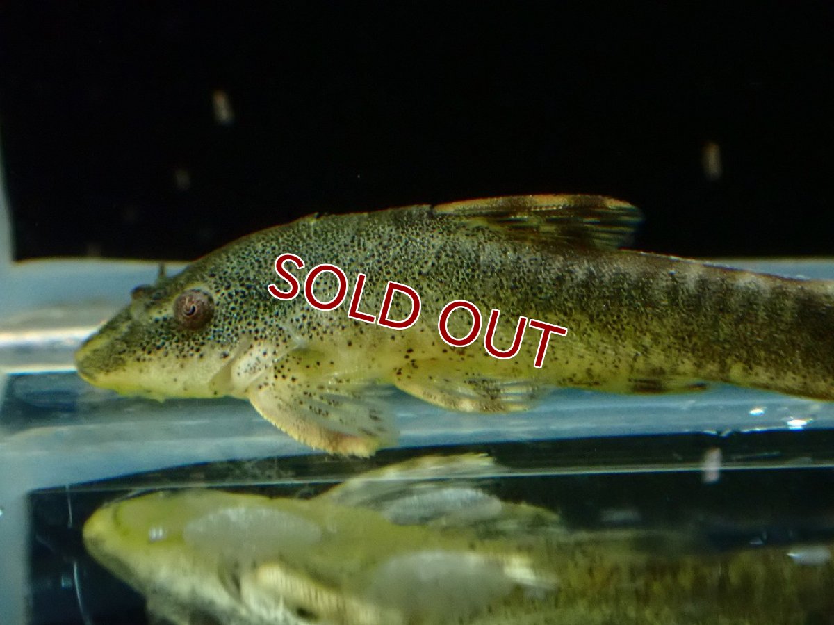 画像2: 【淡水魚】【通販】今回限定爆安 爆安激レア グリーンオトシンクルスウルグアイ産 ワイルド【1匹 サンプル画像】(オトシン)(生体)(熱帯魚)NK (2)