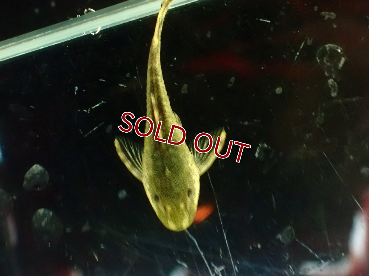 画像3: 【淡水魚】【通販】今回限定爆安 爆安激レア グリーンオトシンクルスウルグアイ産 ワイルド【1匹 サンプル画像】(オトシン)(生体)(熱帯魚)NK (3)