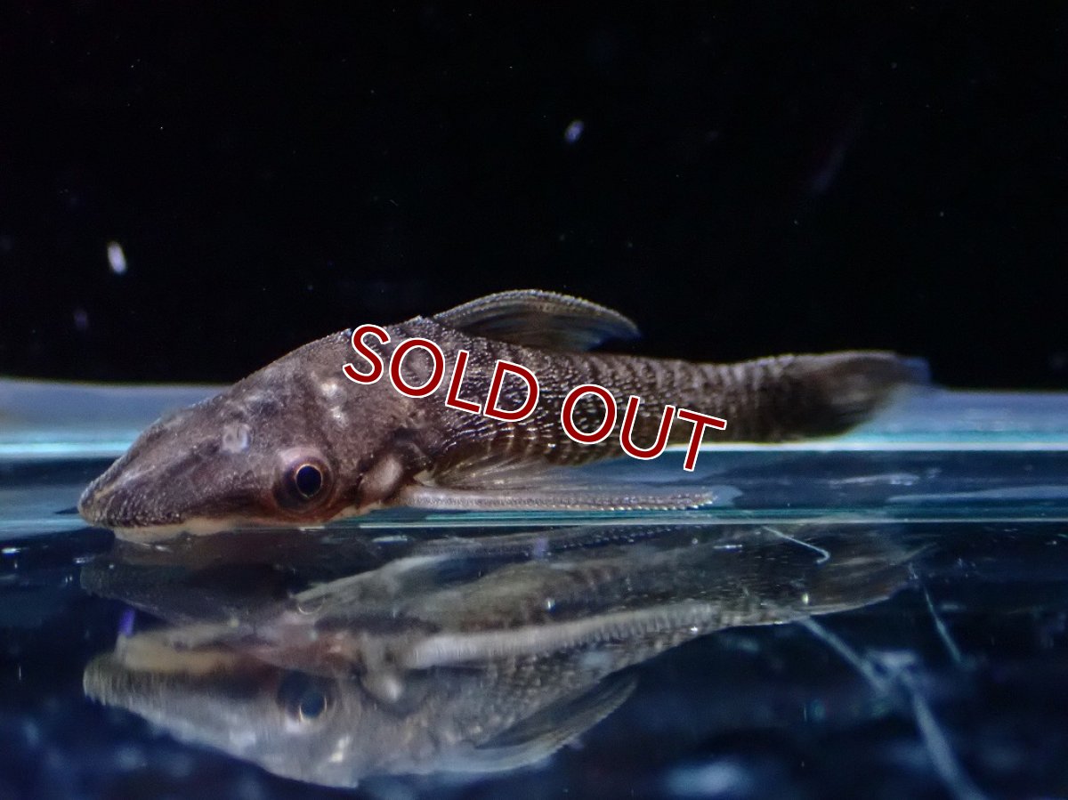 画像1: 【10%OFF対象商品30周年セール】【淡水魚】【通販】レア種 ブラック バンパイアオトシン ワイルド【1匹 サンプル画像】(オトシン)(生体)(熱帯魚)NK (1)