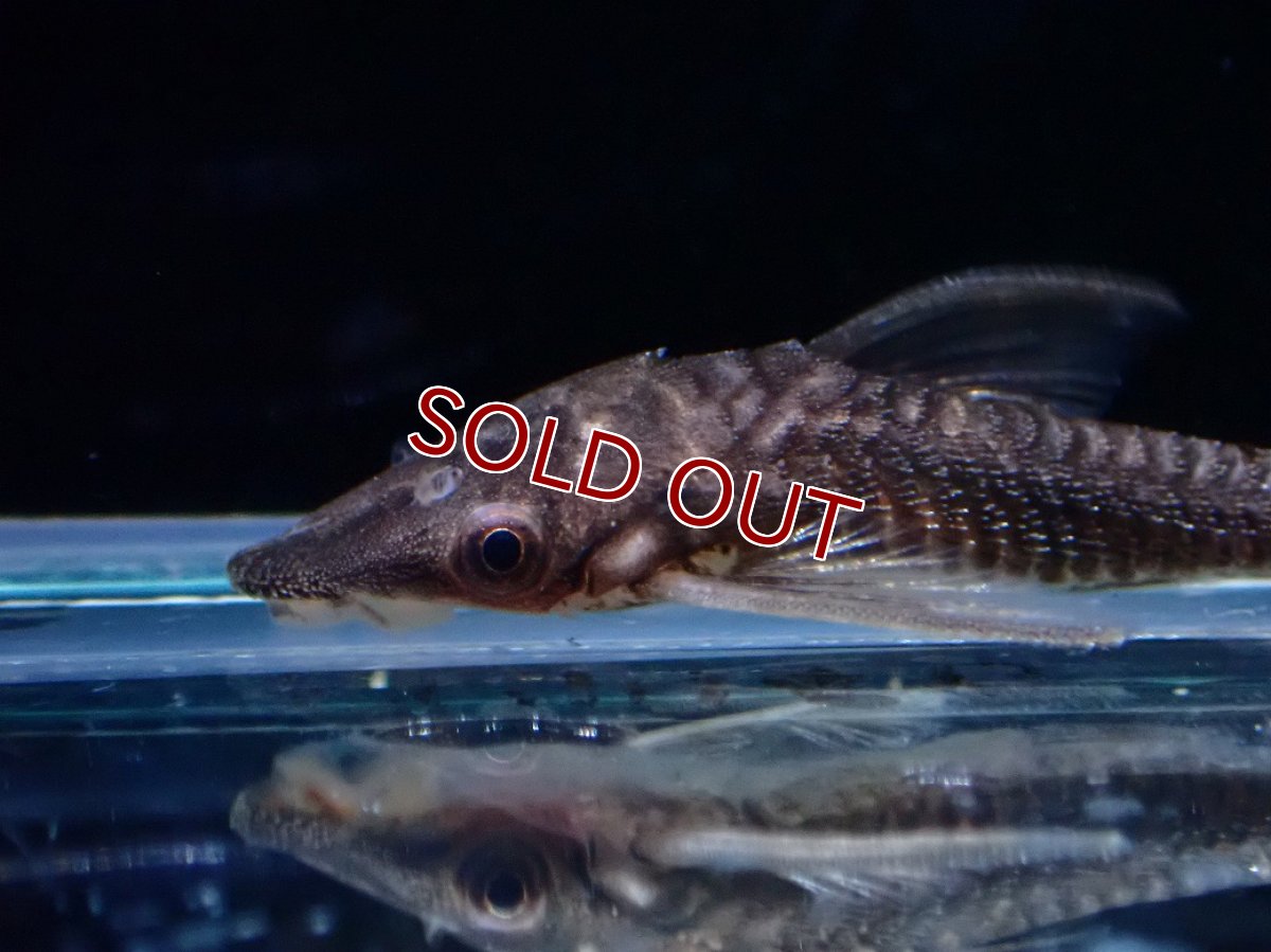 画像2: 【10%OFF対象商品30周年セール】【淡水魚】【通販】レア種 ブラック バンパイアオトシン ワイルド【1匹 サンプル画像】(オトシン)(生体)(熱帯魚)NK (2)