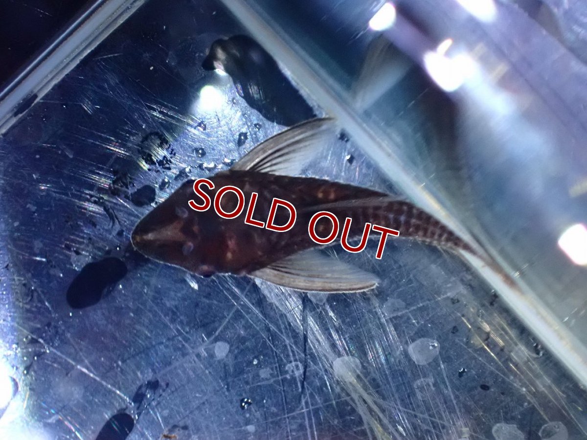 画像3: 【10%OFF対象商品30周年セール】【淡水魚】【通販】レア種 ブラック バンパイアオトシン ワイルド【1匹 サンプル画像】(オトシン)(生体)(熱帯魚)NK (3)