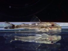 画像1: 【淡水魚】【通販】激レア パラオトシン ジミ セアラ産 ワイルド【1匹 サンプル画像】(オトシンクルス)(生体)(熱帯魚)NK (1)