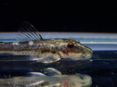 画像2: 【淡水魚】【通販】激レア パラオトシン ジミ セアラ産 ワイルド【1匹 サンプル画像】(オトシンクルス)(生体)(熱帯魚)NK (2)