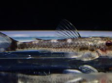 画像3: 【淡水魚】【通販】激レア パラオトシン ジミ セアラ産 ワイルド【1匹 サンプル画像】(オトシンクルス)(生体)(熱帯魚)NK (3)