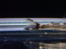 画像4: 【淡水魚】【通販】激レア パラオトシン ジミ セアラ産 ワイルド【1匹 サンプル画像】(オトシンクルス)(生体)(熱帯魚)NK (4)