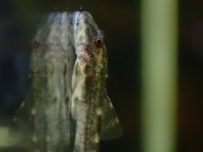 画像5: 【淡水魚】【通販】激レア パラオトシン ジミ セアラ産 ワイルド【1匹 サンプル画像】(オトシンクルス)(生体)(熱帯魚)NK (5)