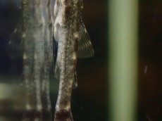 画像6: 【淡水魚】【通販】激レア パラオトシン ジミ セアラ産 ワイルド【1匹 サンプル画像】(オトシンクルス)(生体)(熱帯魚)NK (6)
