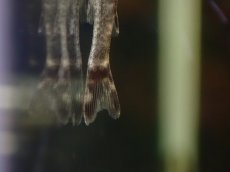 画像7: 【淡水魚】【通販】激レア パラオトシン ジミ セアラ産 ワイルド【1匹 サンプル画像】(オトシンクルス)(生体)(熱帯魚)NK (7)