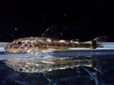 画像1: 【淡水魚】【通販】激レア パラオトシン ナンダエ セアラ産 ワイルド【1匹 サンプル画像】(オトシンクルス)(生体)(熱帯魚)NK (1)