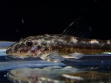 画像2: 【淡水魚】【通販】激レア パラオトシン ナンダエ セアラ産 ワイルド【1匹 サンプル画像】(オトシンクルス)(生体)(熱帯魚)NK (2)