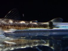 画像3: 【淡水魚】【通販】激レア パラオトシン ナンダエ セアラ産 ワイルド【1匹 サンプル画像】(オトシンクルス)(生体)(熱帯魚)NK (3)