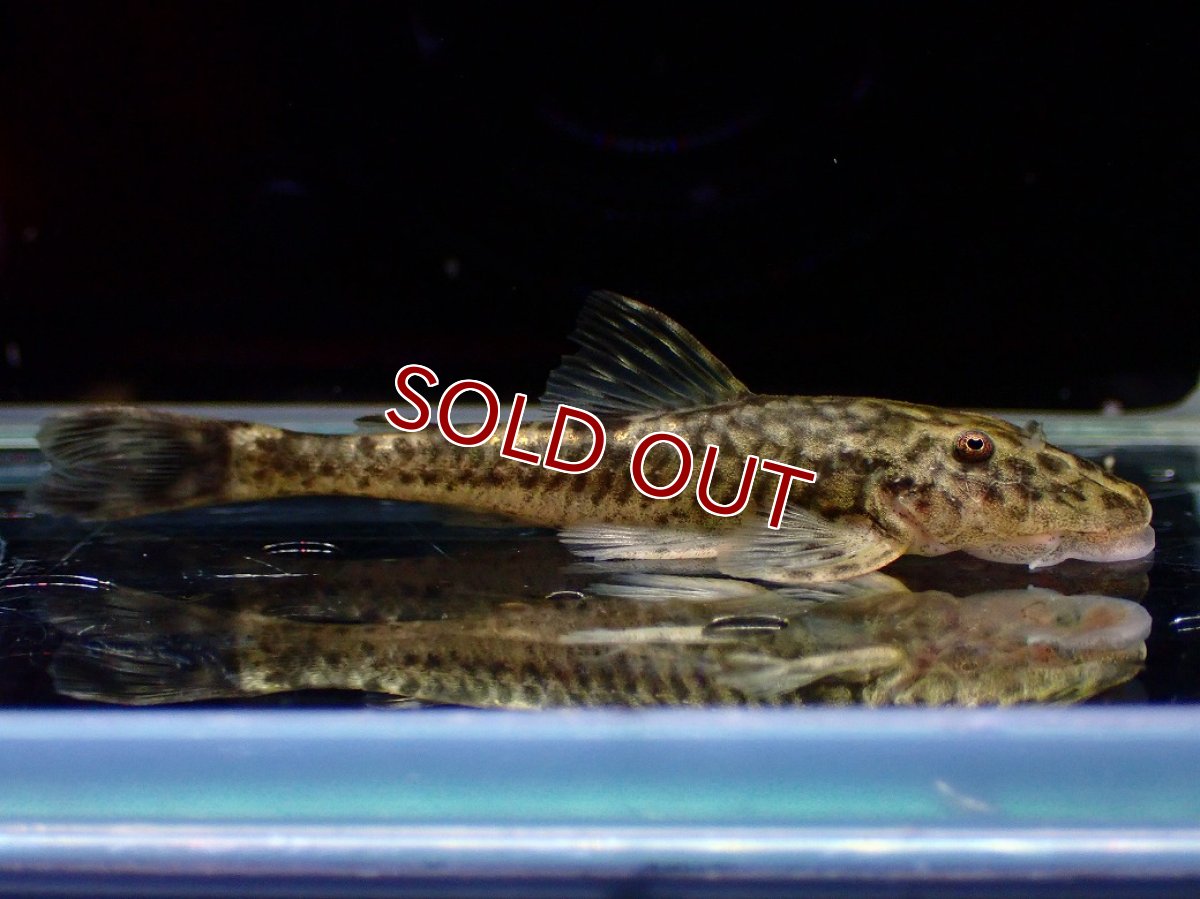 画像1: 【淡水魚】【通販】超激レア パラオトシン アダマンテウス セアラ産 ワイルド【1匹 サンプル画像】(オトシンクルス)(生体)(熱帯魚)NK (1)