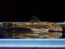 画像1: 【淡水魚】【通販】超激レア パラオトシン アダマンテウス セアラ産 ワイルド【1匹 サンプル画像】(オトシンクルス)(生体)(熱帯魚)NK (1)