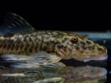 画像2: 【淡水魚】【通販】超激レア パラオトシン アダマンテウス セアラ産 ワイルド【1匹 サンプル画像】(オトシンクルス)(生体)(熱帯魚)NK (2)