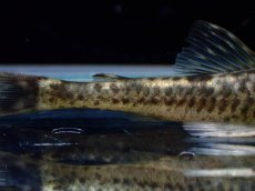 画像3: 【淡水魚】【通販】超激レア パラオトシン アダマンテウス セアラ産 ワイルド【1匹 サンプル画像】(オトシンクルス)(生体)(熱帯魚)NK (3)
