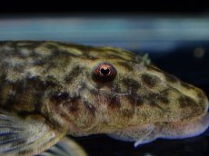 画像4: 【淡水魚】【通販】超激レア パラオトシン アダマンテウス セアラ産 ワイルド【1匹 サンプル画像】(オトシンクルス)(生体)(熱帯魚)NK (4)