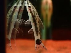 画像1: 【淡水魚】【通販】レア種 オトシンクルス ポッペイ ワイルド【１匹 サンプル画像】(オトシン)(生体)(熱帯魚)NKbr (1)