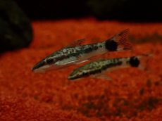 画像2: 【淡水魚】【通販】レア種 オトシンクルス ポッペイ ワイルド【１匹 サンプル画像】(オトシン)(生体)(熱帯魚)NKbr (2)