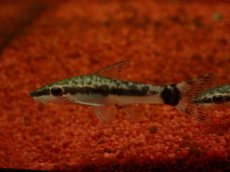 画像3: 【淡水魚】【通販】レア種 オトシンクルス ポッペイ ワイルド【１匹 サンプル画像】(オトシン)(生体)(熱帯魚)NKbr (3)