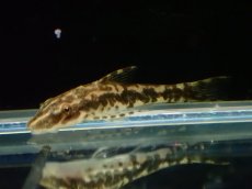 画像1: 【淡水魚】【通販】リノオトシン ロクソケリス ジャマンシン産 ワイルド【1匹 サンプル画像】(オトシン)(生体)(熱帯魚)NK (1)