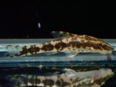 画像2: 【淡水魚】【通販】リノオトシン ロクソケリス ジャマンシン産 ワイルド【1匹 サンプル画像】(オトシン)(生体)(熱帯魚)NK (2)
