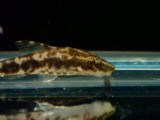 画像3: 【淡水魚】【通販】リノオトシン ロクソケリス ジャマンシン産 ワイルド【1匹 サンプル画像】(オトシン)(生体)(熱帯魚)NK (3)