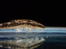 画像2: 【淡水魚】【通販】タイガージェットオトシン ジャマンシン産 ワイルド【1匹 サンプル画像】(オトシン)(生体)(熱帯魚)NK (2)
