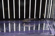 画像1: 【淡水魚】激安 激レア パラオトシン スピロソーマ ワイルド【1匹 サンプル画像】（生体）【オトシン】（熱帯魚） (1)