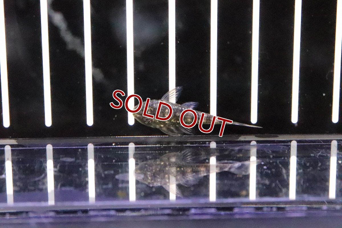 画像2: 【淡水魚】激安 激レア パラオトシン スピロソーマ ワイルド【1匹 サンプル画像】（生体）【オトシン】（熱帯魚） (2)