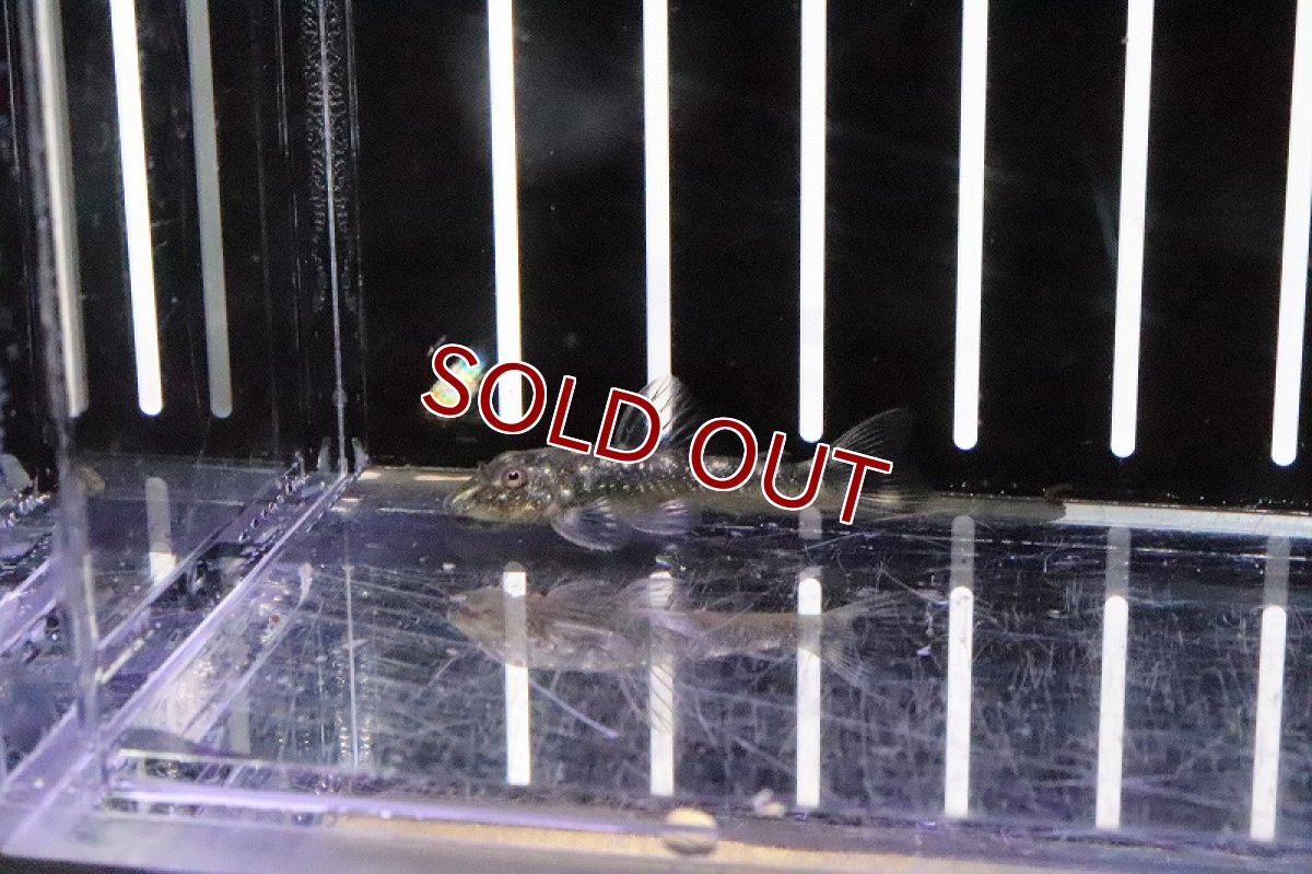 画像3: 【淡水魚】激安 激レア パラオトシン スピロソーマ ワイルド【1匹 サンプル画像】（生体）【オトシン】（熱帯魚） (3)