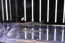 画像3: 【淡水魚】【通販】激安 激レア パラオトシン スピロソーマ ワイルド【1匹 サンプル画像】（生体）【オトシン】（熱帯魚） (3)