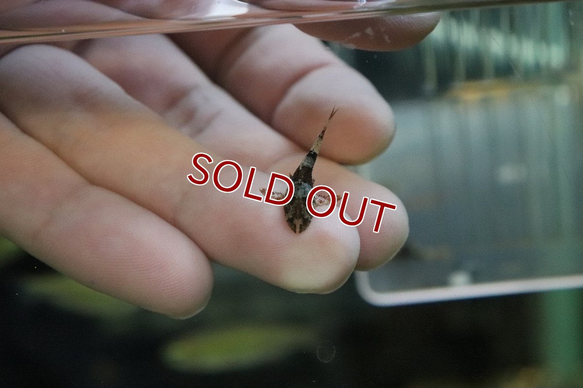 画像2: 【淡水魚】バンブルビーオトシン ワイルド【1匹】（生体）(コケ取り)（熱帯魚） (2)