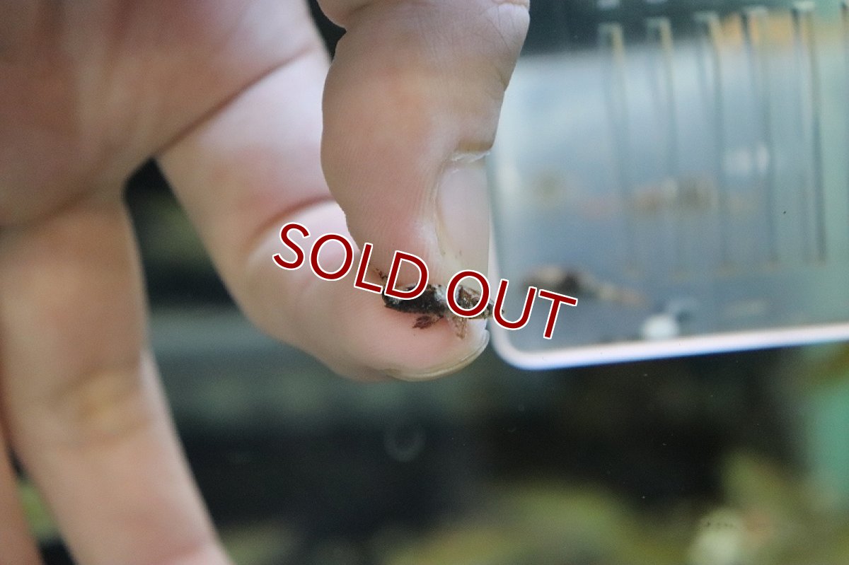 画像3: 【淡水魚】バンブルビーオトシン ワイルド【1匹】（生体）(コケ取り)（熱帯魚） (3)