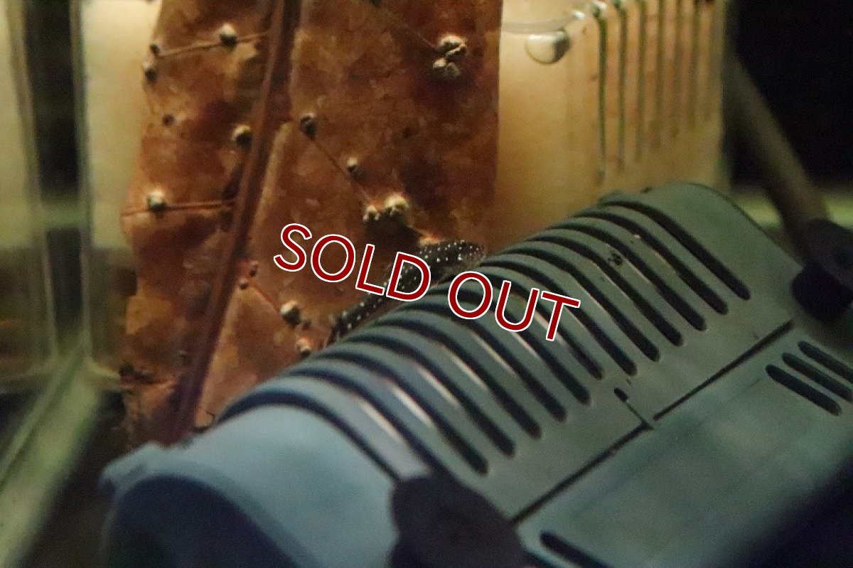 画像2: 【淡水魚】大特価 レア種 パラオトシン ハロルドイ ピアウイ産 Iワイルド【1匹 サンプル画像】（生体）(オトシン)（熱帯魚） (2)