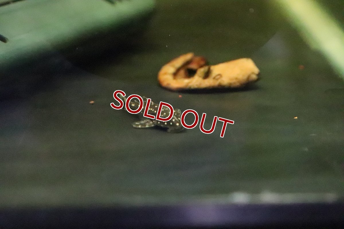 画像3: 【淡水魚】大特価 レア種 パラオトシン ハロルドイ ピアウイ産 Iワイルド【1匹 サンプル画像】（生体）(オトシン)（熱帯魚） (3)