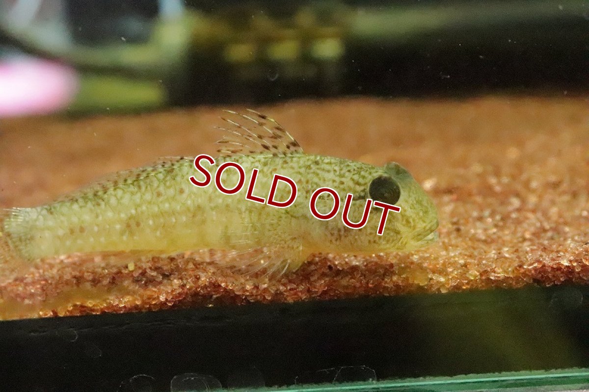 画像2: 【淡水魚】レア種インコハゼ【1匹 サンプル画像】(±7ｃｍ)(汽水)（生体）（熱帯魚）NK (2)