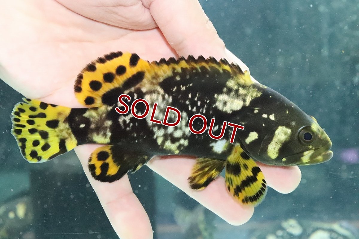 画像1: 【淡水魚】特価 ほぼ淡水管理 ジャイアントグルーパー タマカイ【1匹 サンプル画像】(±16-18cm)(大型魚)(生体)(熱帯魚)NKO (1)