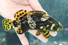 画像1: 【淡水魚】【通販】特価 ほぼ淡水管理 ジャイアントグルーパー タマカイ【1匹 サンプル画像】(±16-18cm)(大型魚)(生体)(熱帯魚)NKO (1)