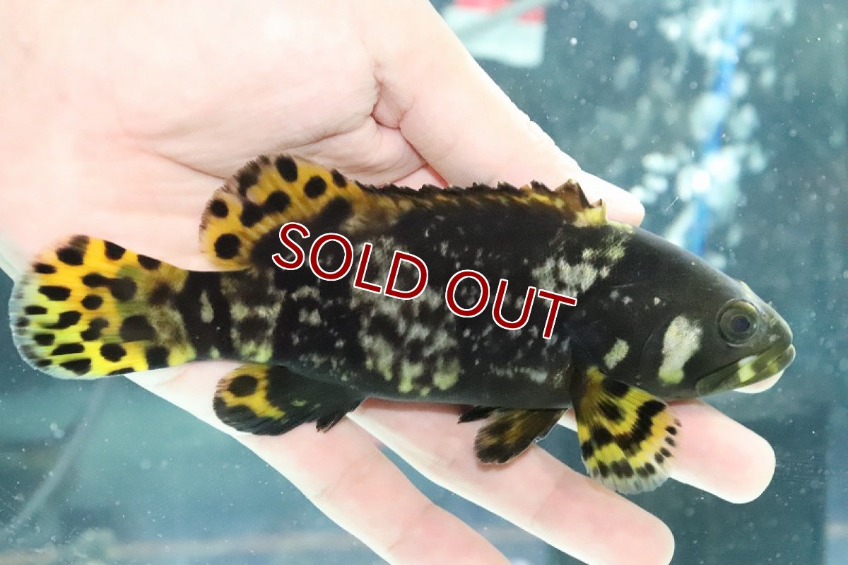 画像2: 【淡水魚】特価 ほぼ淡水管理 ジャイアントグルーパー タマカイ【1匹 サンプル画像】(±16-18cm)(大型魚)(生体)(熱帯魚)NKO (2)