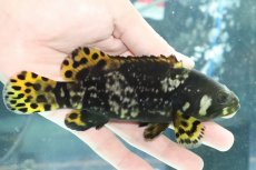 画像2: 【淡水魚】【通販】特価 ほぼ淡水管理 ジャイアントグルーパー タマカイ【1匹 サンプル画像】(±16-18cm)(大型魚)(生体)(熱帯魚)NKO (2)