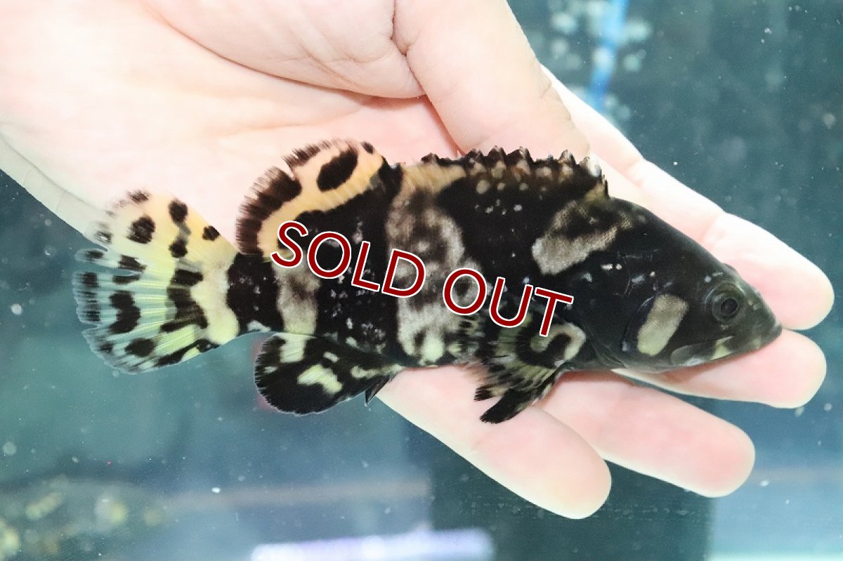 画像3: 【淡水魚】特価 ほぼ淡水管理 ジャイアントグルーパー タマカイ【1匹 サンプル画像】(±16-18cm)(大型魚)(生体)(熱帯魚)NKO (3)