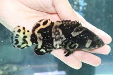 画像3: 【淡水魚】【通販】特価 ほぼ淡水管理 ジャイアントグルーパー タマカイ【1匹 サンプル画像】(±16-18cm)(大型魚)(生体)(熱帯魚)NKO (3)