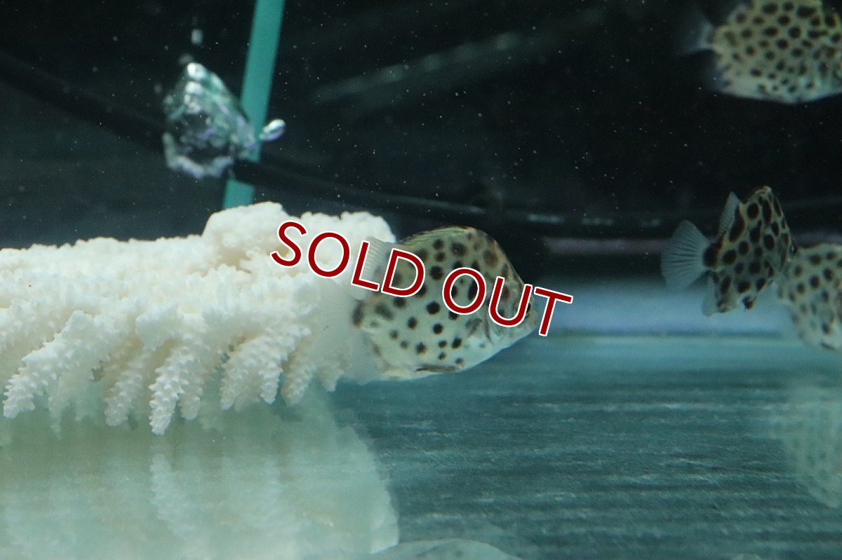 画像2: 【淡水魚・汽水】グリーンスキャット【1匹 サンプル画像】(±4-5cm)（大型魚）（生体）（熱帯魚）NKO (2)