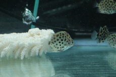 画像2: 【淡水魚】【通販】【淡水魚・汽水】グリーンスキャット【1匹 サンプル画像】(±4-5cm)（大型魚）（生体）（熱帯魚）NKO (2)