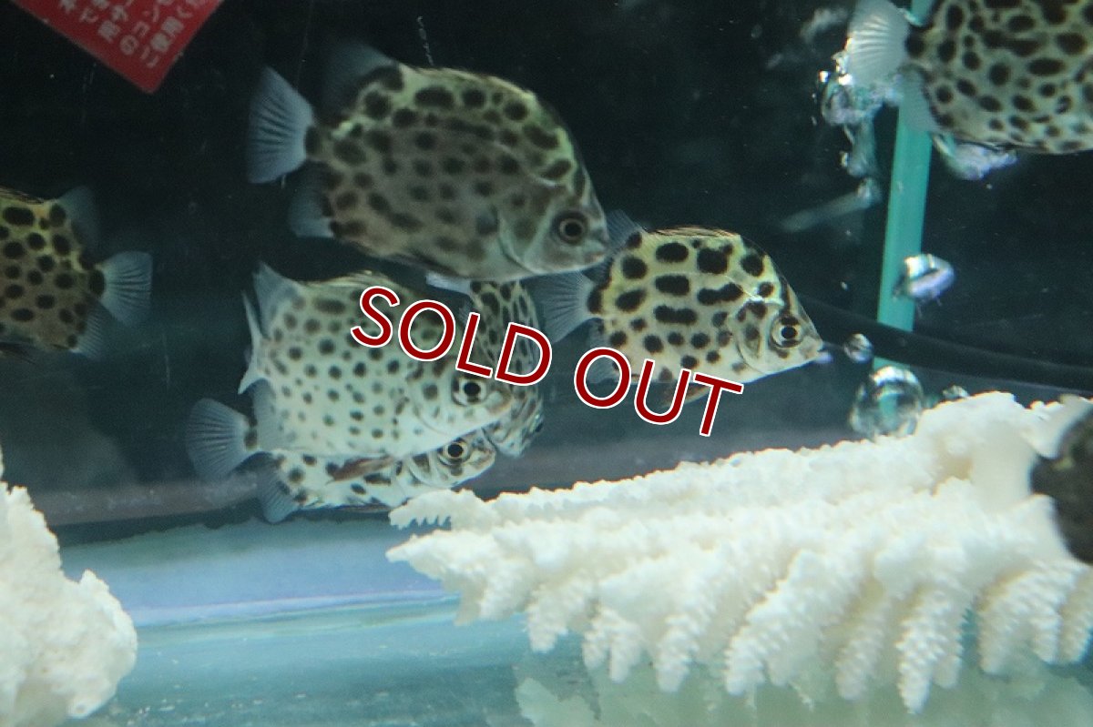 画像3: 【淡水魚・汽水】グリーンスキャット【1匹 サンプル画像】(±4-5cm)（大型魚）（生体）（熱帯魚）NKO (3)