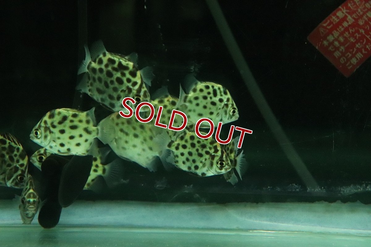 画像2: 【淡水魚】激安 売り切りセール レッドスキャット【1匹 サンプル画像】(±5cm)（汽水・大型魚）（生体）（熱帯魚）NKO (2)