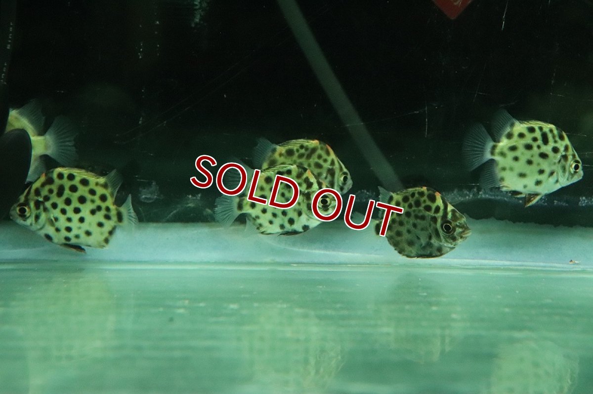 画像3: 【淡水魚】激安 売り切りセール レッドスキャット【1匹 サンプル画像】(±5cm)（汽水・大型魚）（生体）（熱帯魚）NKO (3)