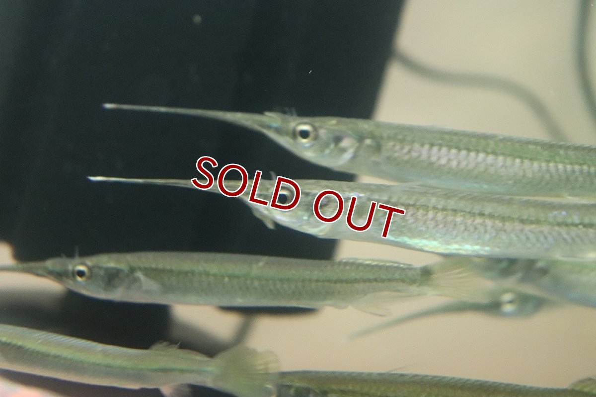 画像2: 【淡水魚】【通販】珍種 コモチサヨリ【1匹 サンプル画像】(±7-13cm)（生体）（熱帯魚）NK (2)