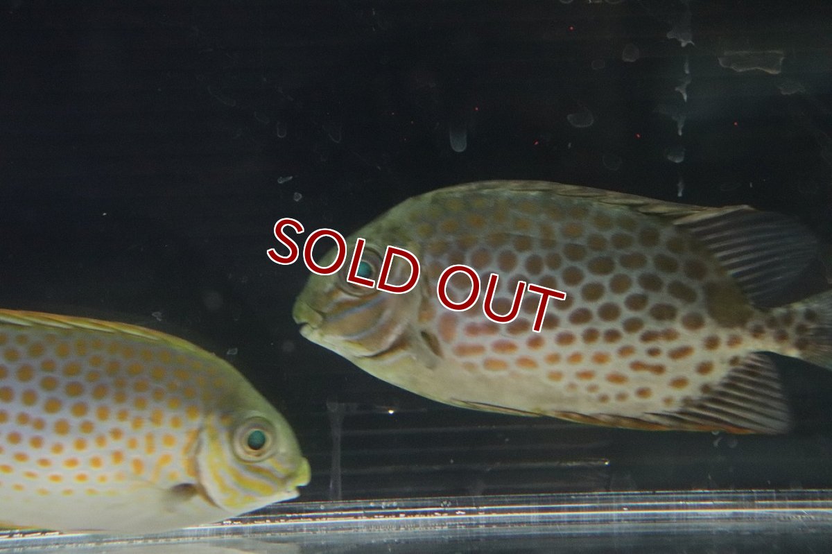 画像2: 【淡水魚】【通販】珍種 淡水ゴマアイゴ【１匹 サンプル画像】(±10-13cm)（生体）(熱帯魚)NKO (2)